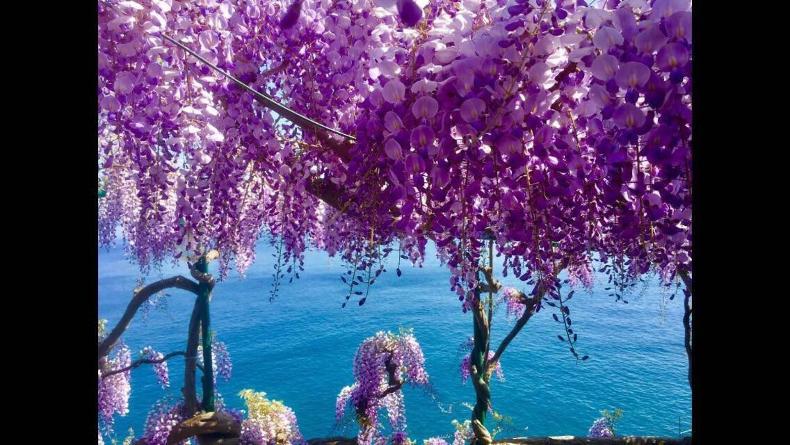 Villa Petit Ludovica Ravello Zewnętrze zdjęcie